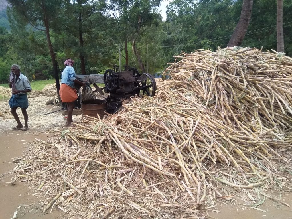 Juice extraction from sugar cane